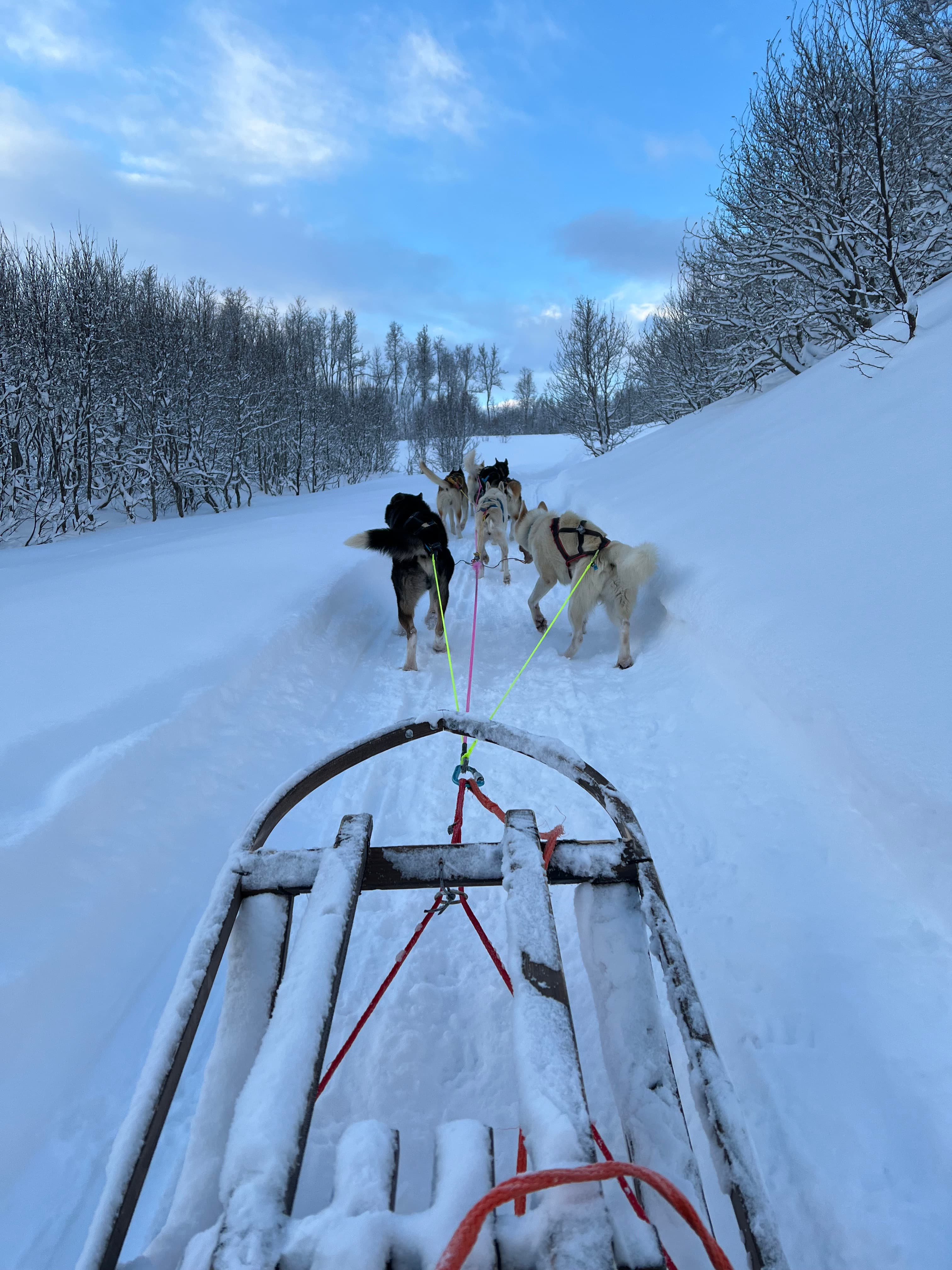 Husky Adventure — photo 1
